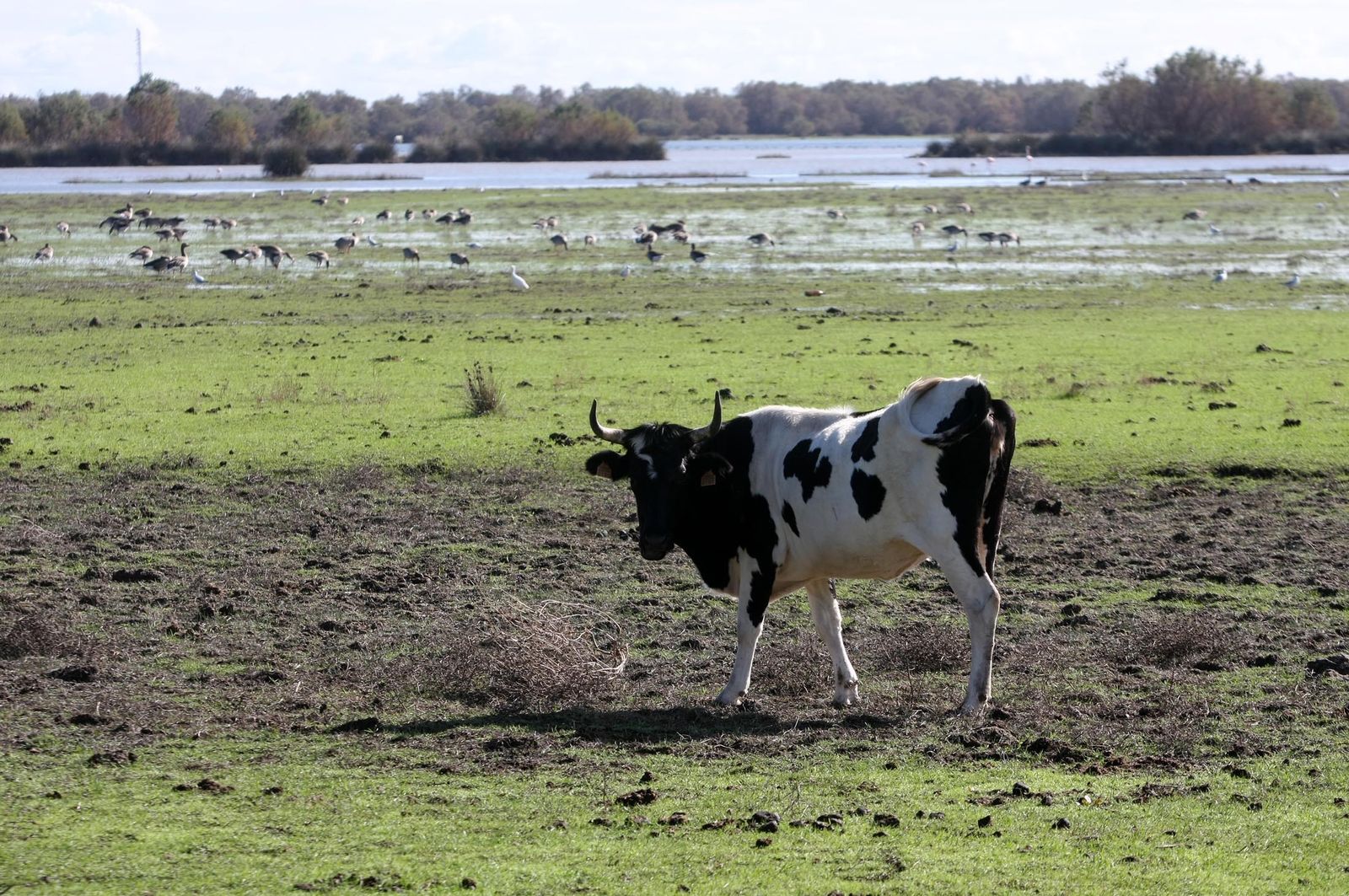 Imágenes de la marisma de El Rocío y de la laguna de El Portil tras las últimas lluvias
