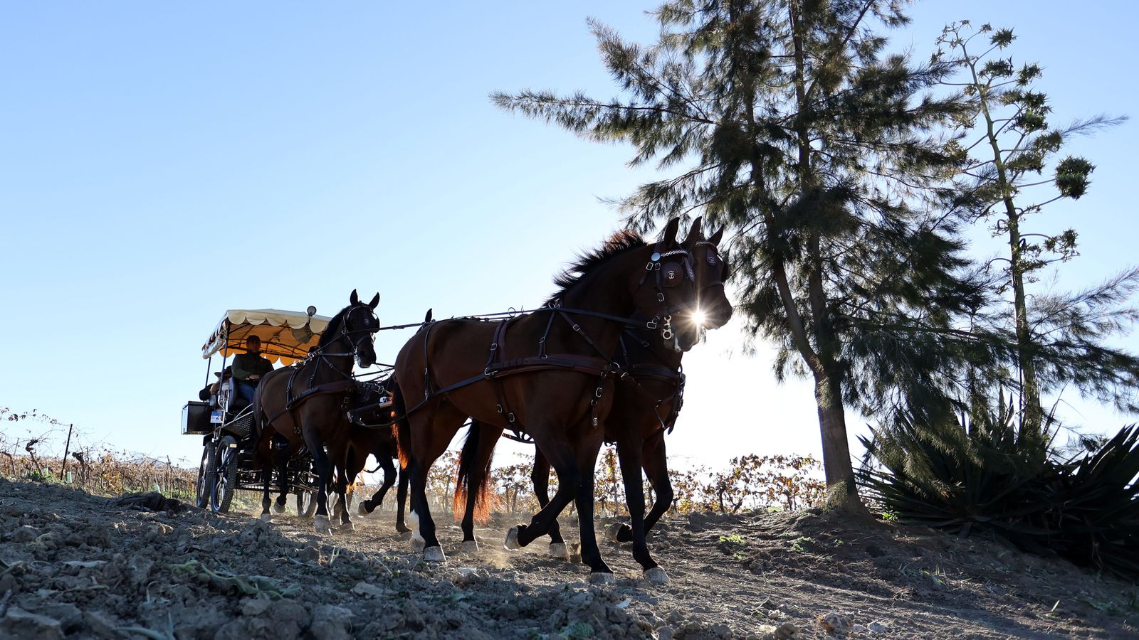 II Ruta Viñas de Jerez