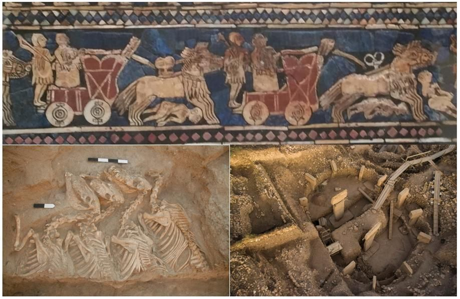 Híbridos de asno precedieron en la historia a los caballos como armas de guerra