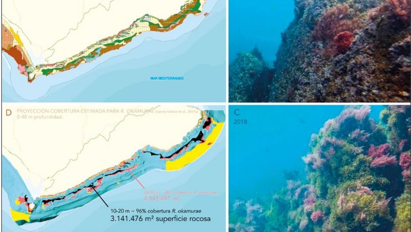 Comparativa gráfica entre escenarios anteriores a la invasión de R. okamurae (A, B) y posteriores (C).