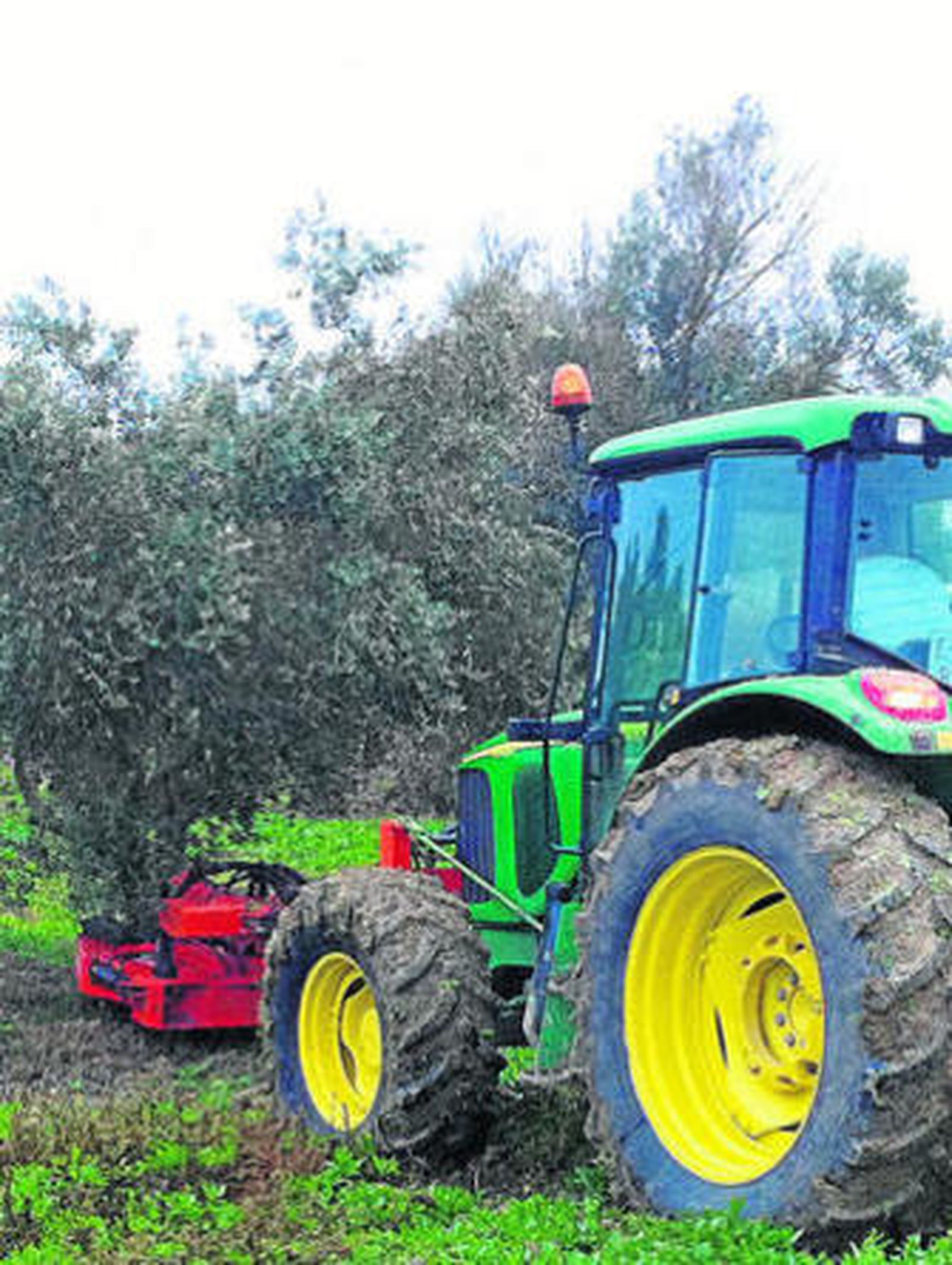 El aceite de oliva está que arde