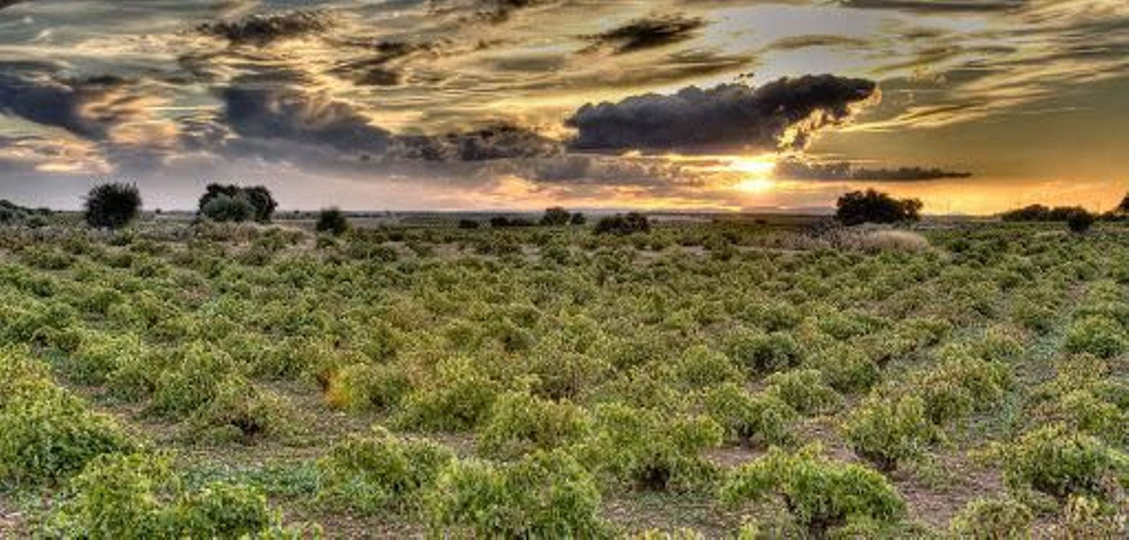 Viñedos ecológicos