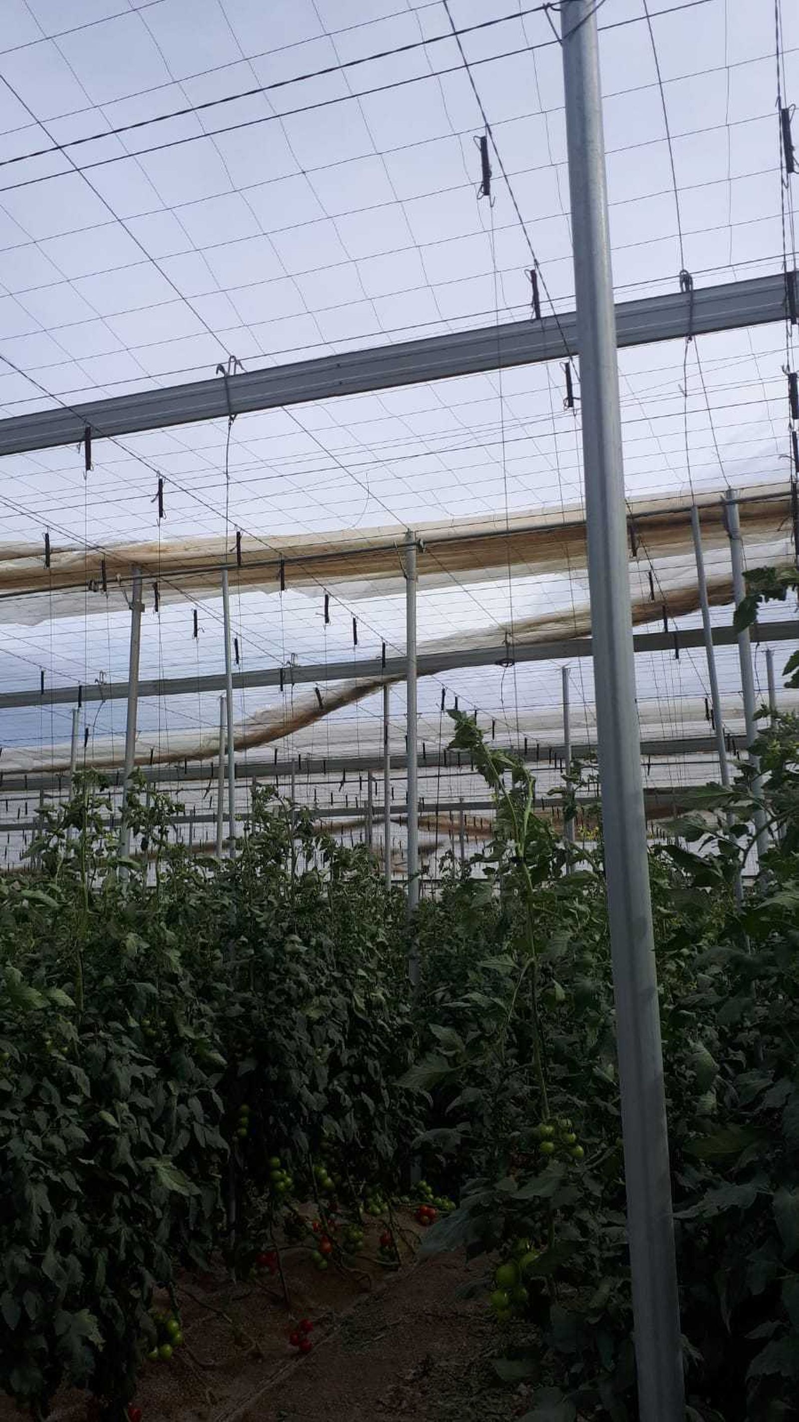 Invernadero afectado.