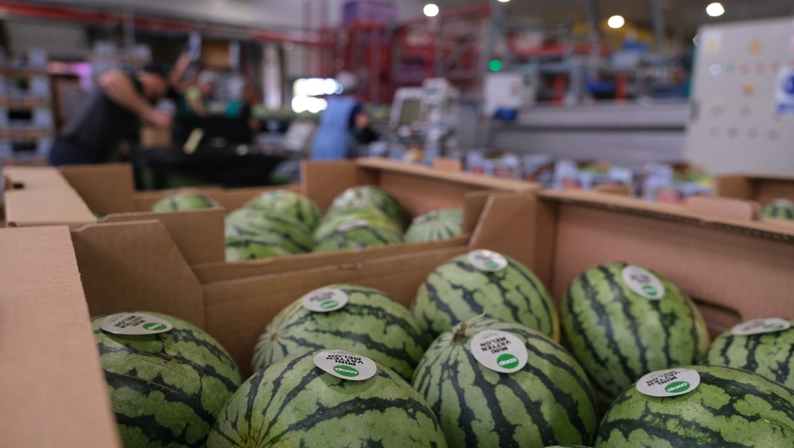 La IA llega a CASI, en imágenes