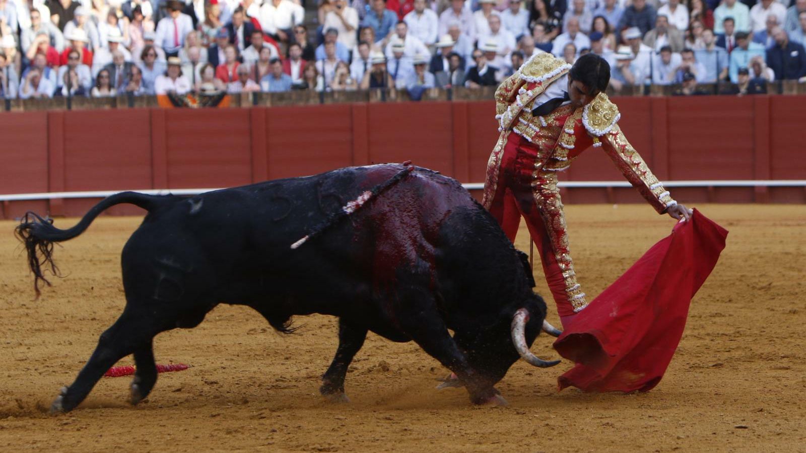 Perera durante la faena del quinto toro de la tarde. Perera durante la faena del quinto toro de la tarde.