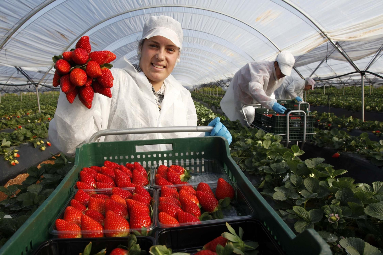 Recolectando las fresas de Huelva en un invernadero.