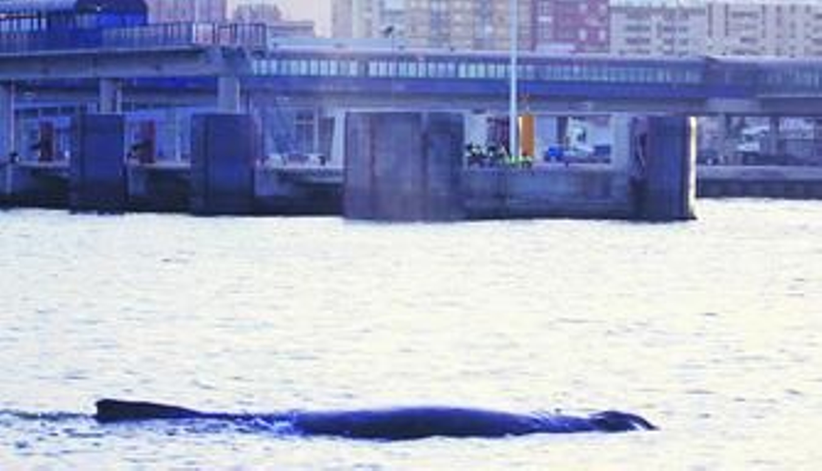 El ejemplar jóven de unos 8 metros de ballena jorobada nada entre aguas portuarias el sábado.