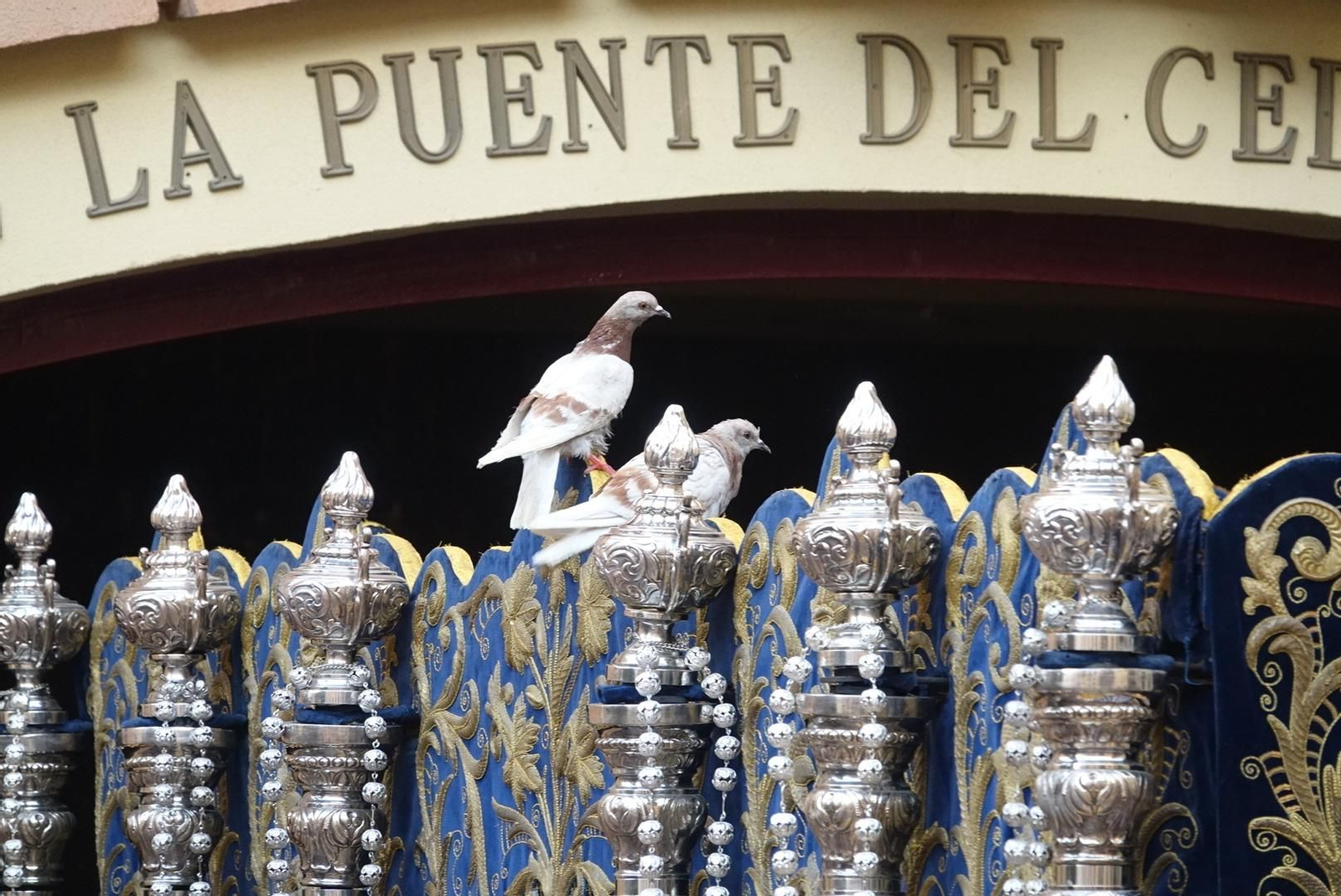 Las fotos de la Paloma, en el Miércoles Santo de Málaga