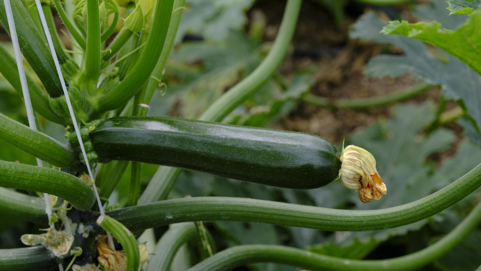 Así han atacado los virus a los calabacinos, en imágenes