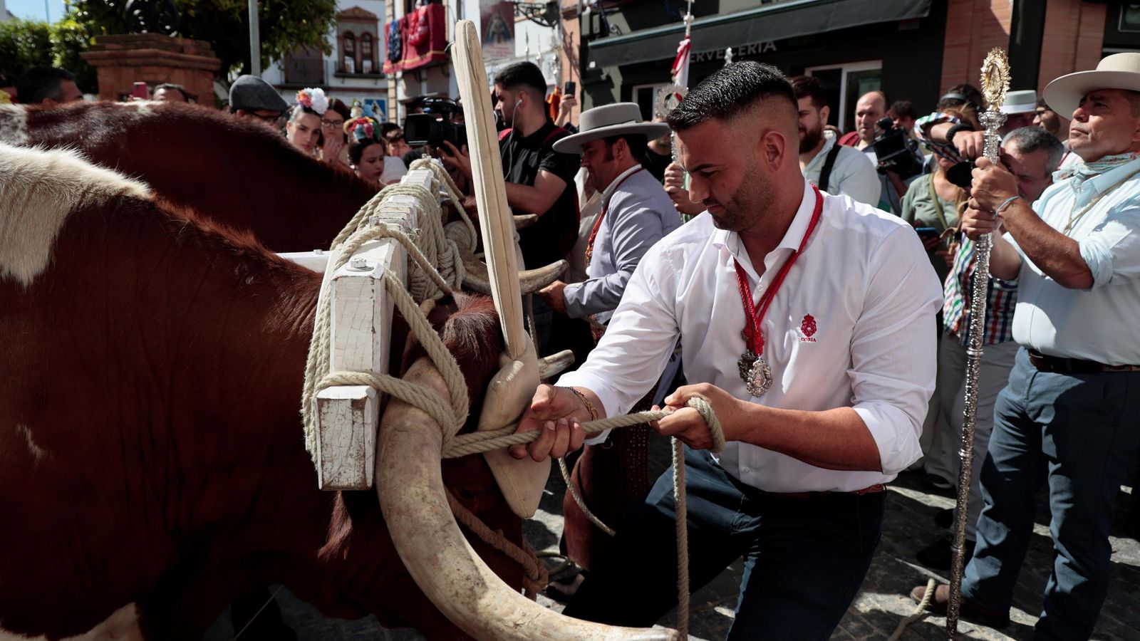 Momento en el que se atan los bueyes a la yunta de la carreta del simpecado.
