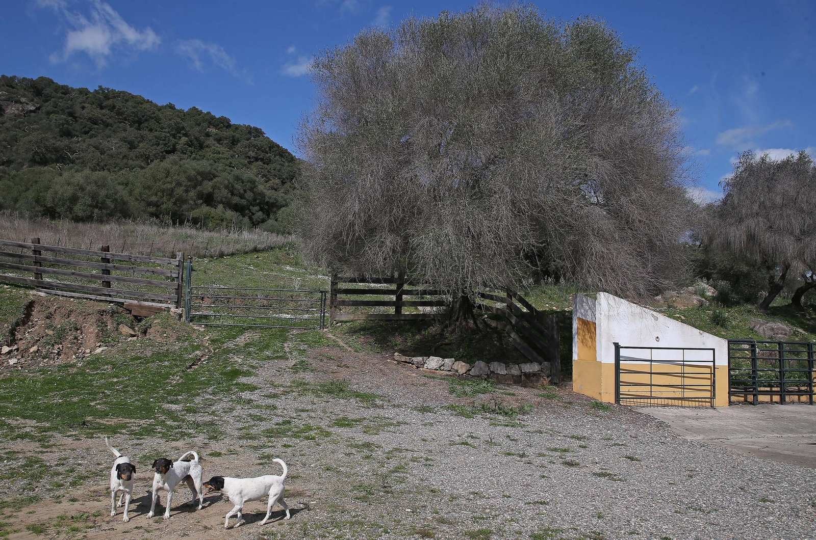 Fotos del lugar donde se produce Ribera de Hozgarganta, el primer vino del Campo de Gibraltar