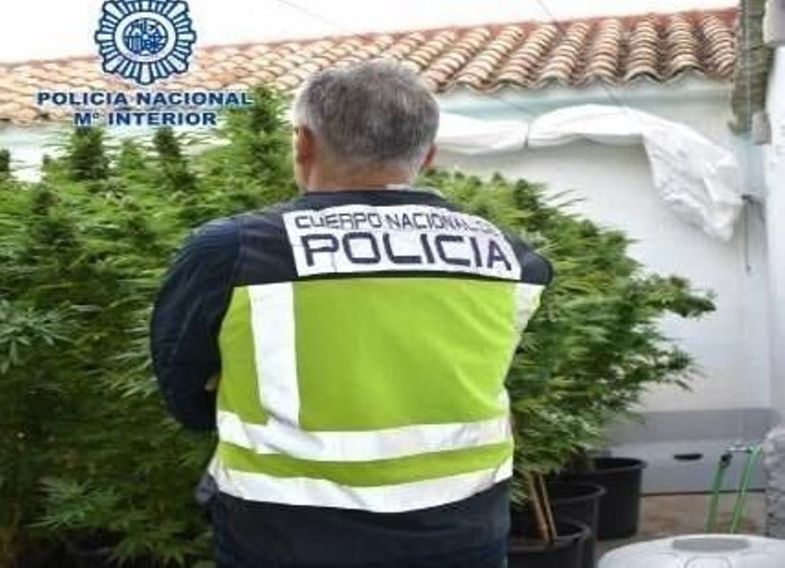 Un agente de la Policía Nacional en otra operación contra el cultivo de marihuana Un agente de la Policía Nacional en otra operación contra el cultivo de marihuana