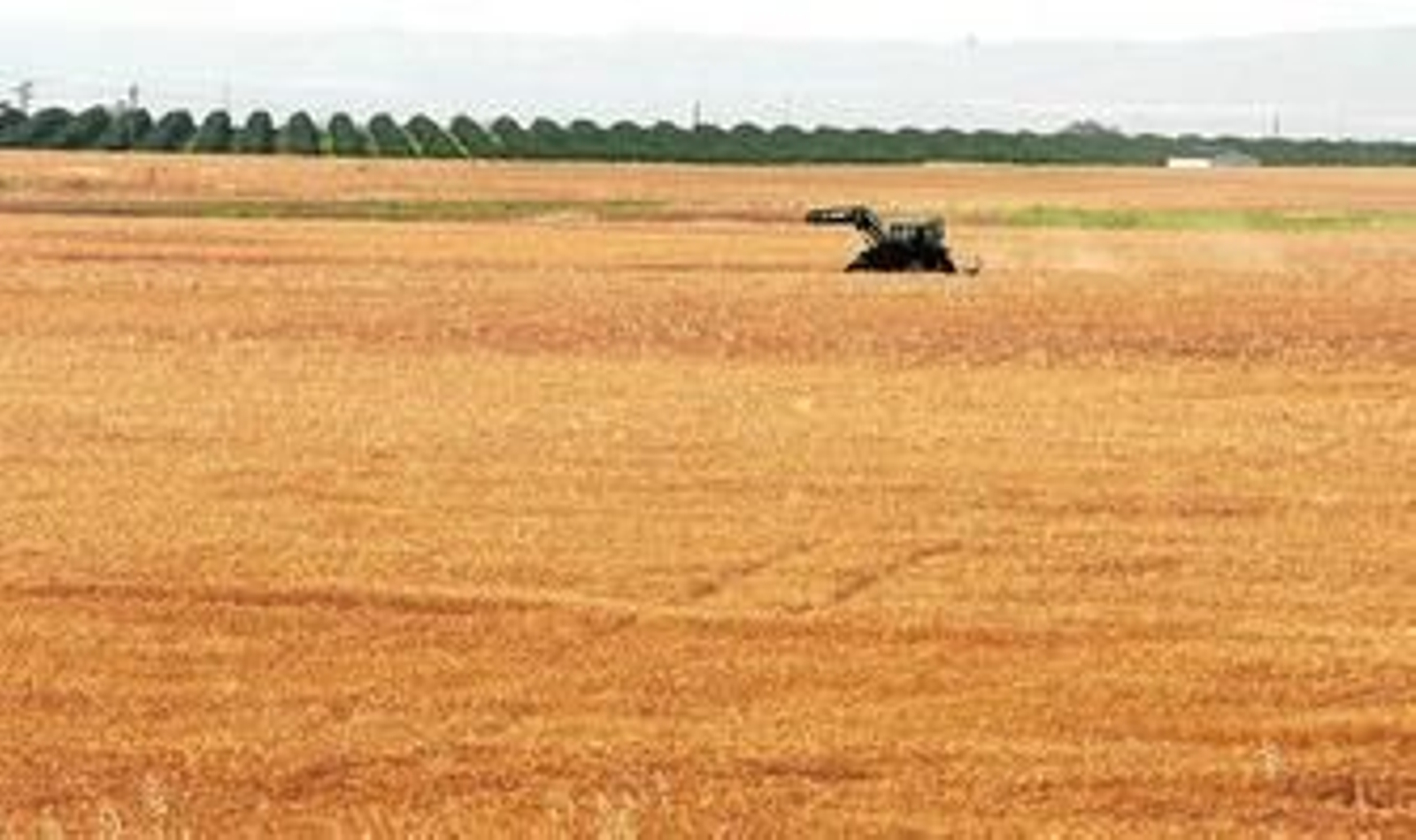 La recolección de los trigos ya está muy extendida