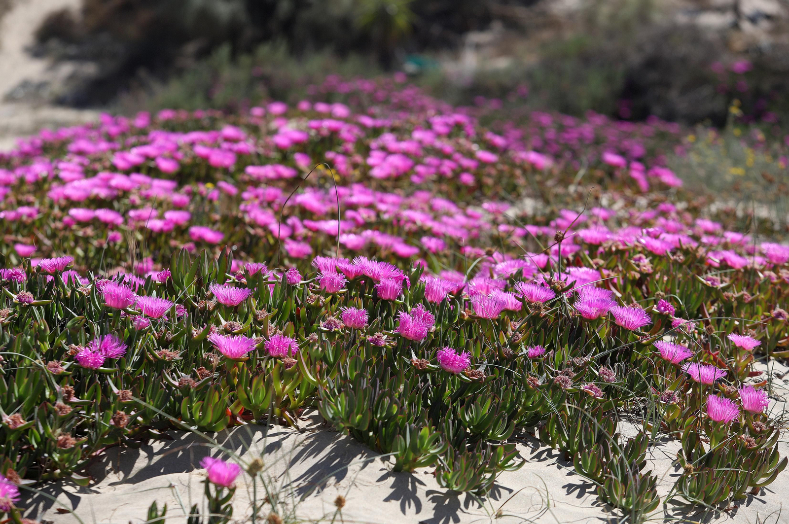 Imágenes del ambiente en la playa en la mañana del domingo en Huelva