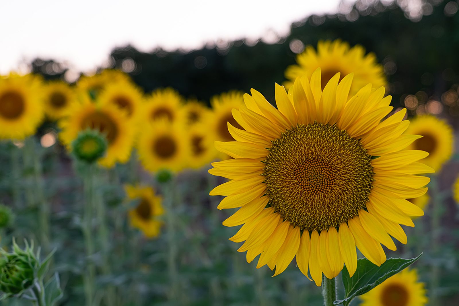 Campos de girasoles en la Campiña de Córdoba