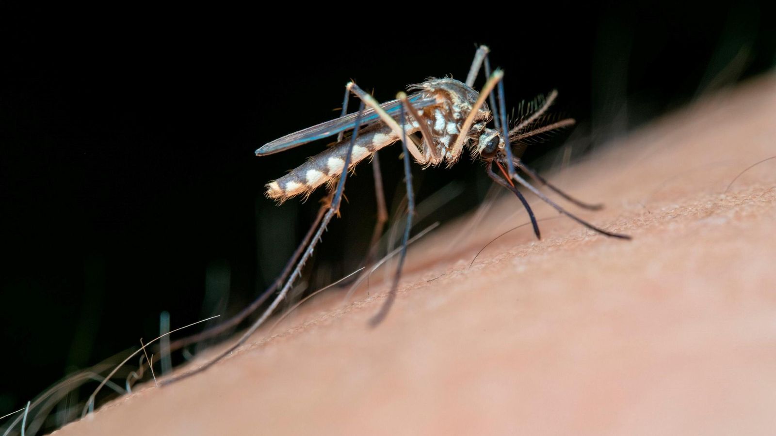 Un mosquito transmisor del Virus del Nilo Occidental.