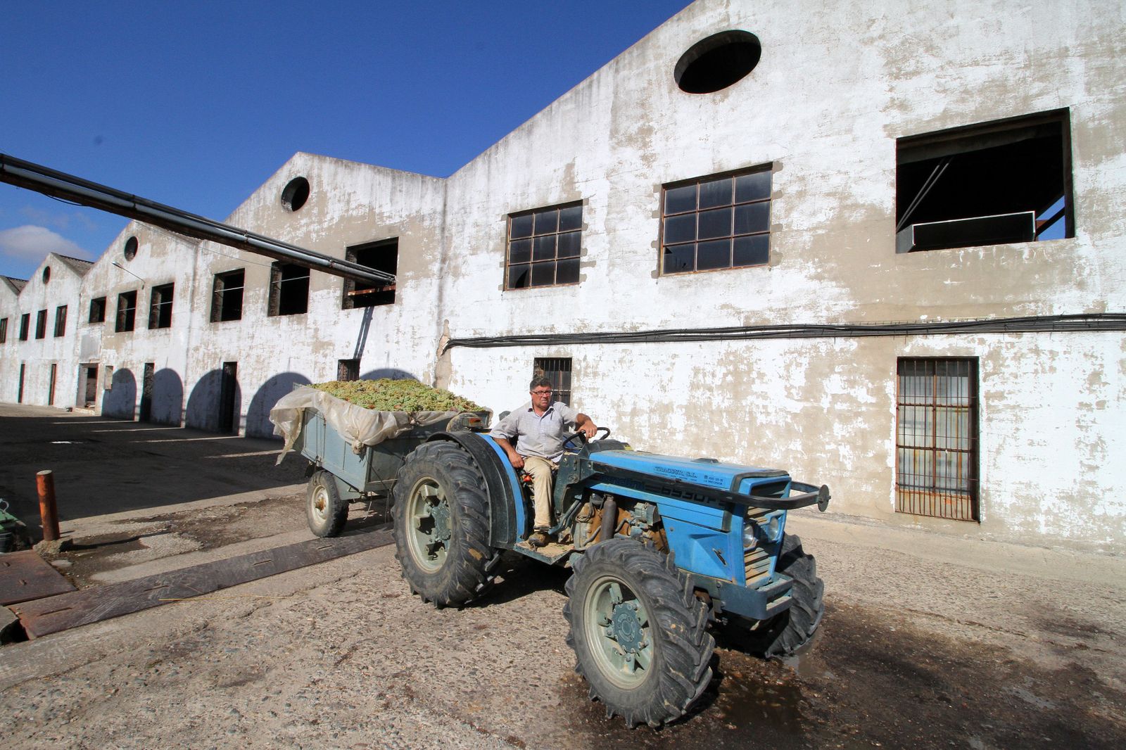 Imágenes de la vendimia en el Condado de Huelva.