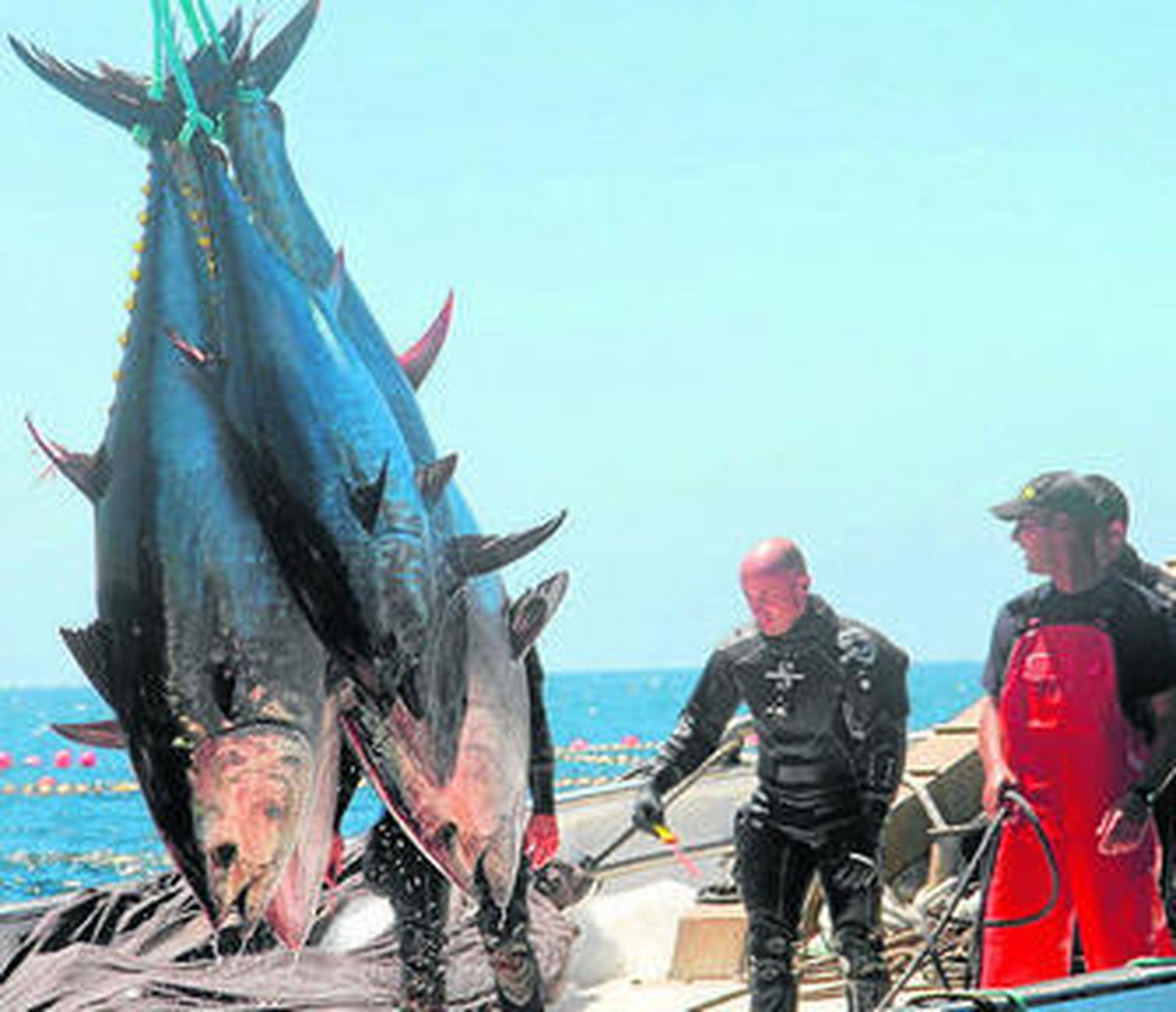 Atunes capturados en la almadraba de Barbate.