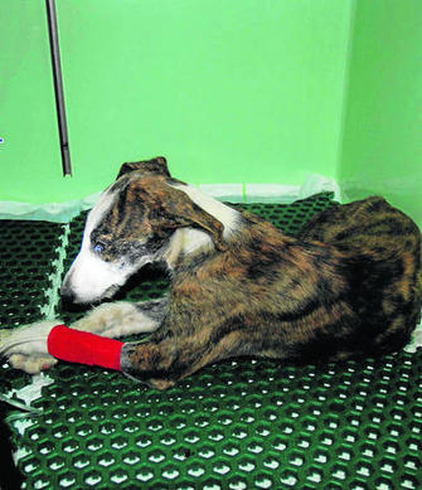 Uno de los galgos que entregó el detenido en el veterinario.