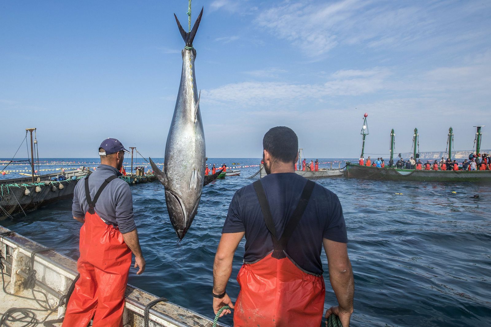 La pesca de atún rojo en el Estrecho.