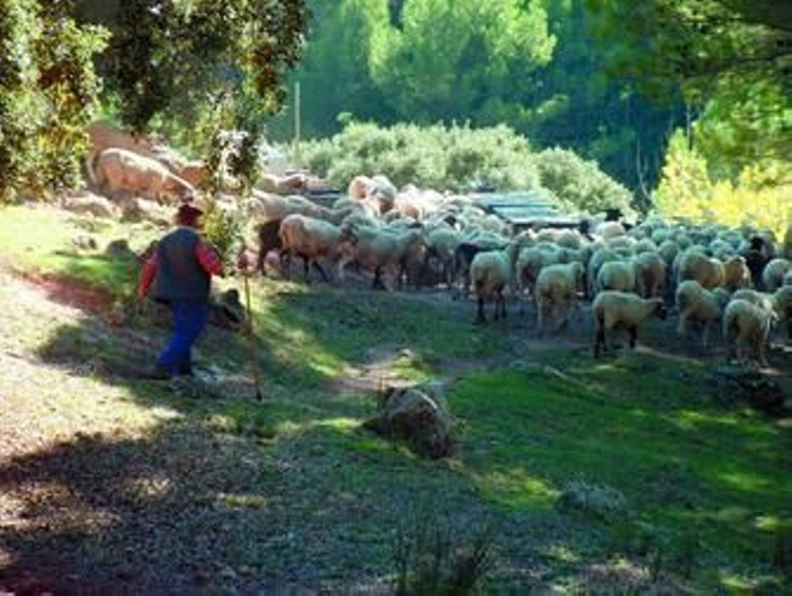 Un pastor, en una de las fincas donde se realizan las labores de pastoreo controlado.