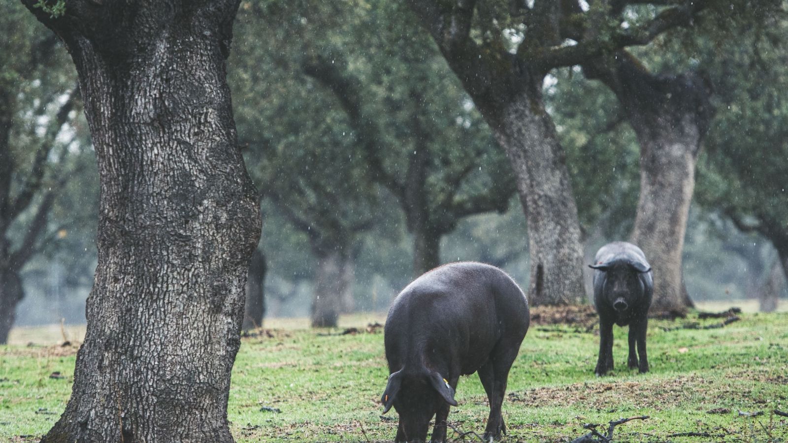 Cerdos ibéricos en la dehesa de Los Pedroches.