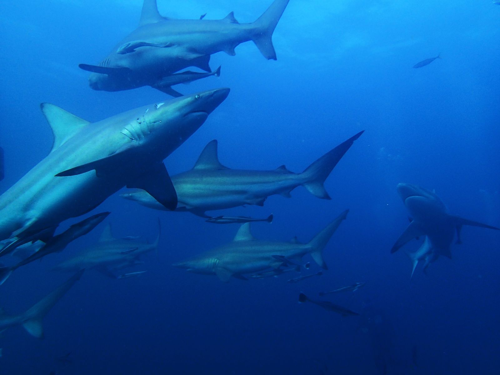 Banco de tiburones punta negra.