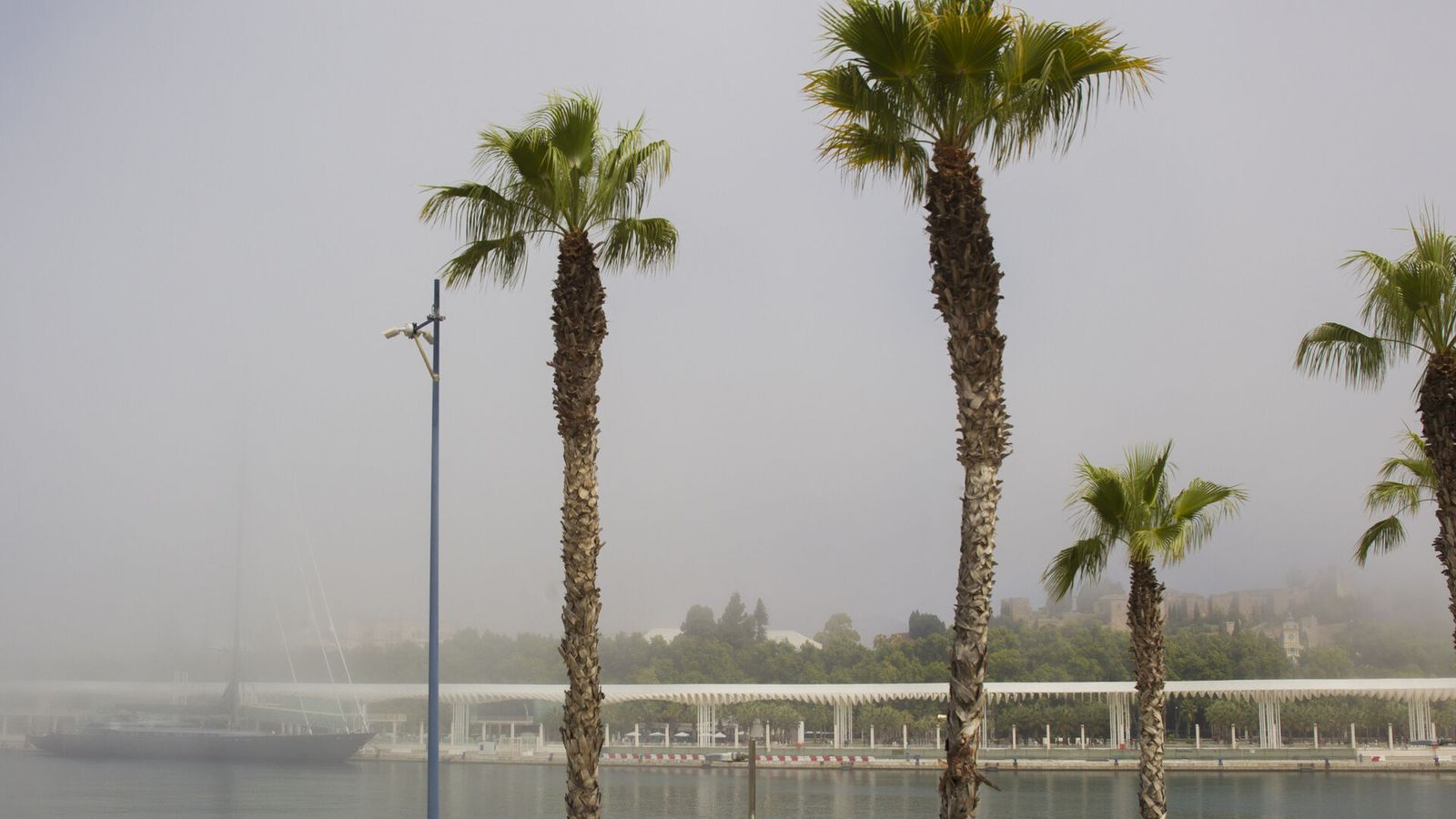 Taró en el litoral de Málaga.