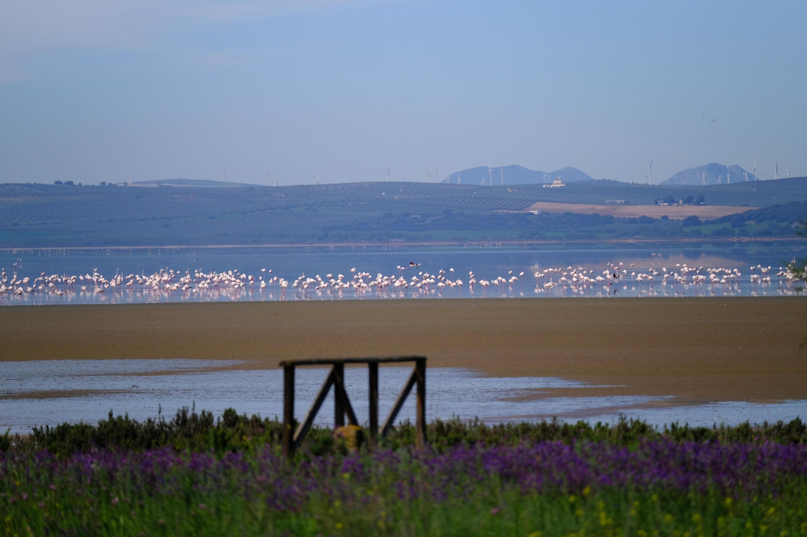 Miles de flamencos llegan a Fuente de Piedra tras las lluvias, en fotos.