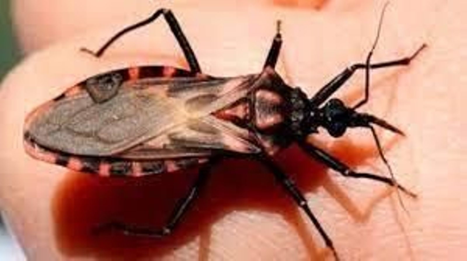 La enfermedad de Chagas: el parásito que causa graves problemas cardiovasculares y digestivos La enfermedad de Chagas: el parásito que causa graves problemas cardiovasculares y digestivos