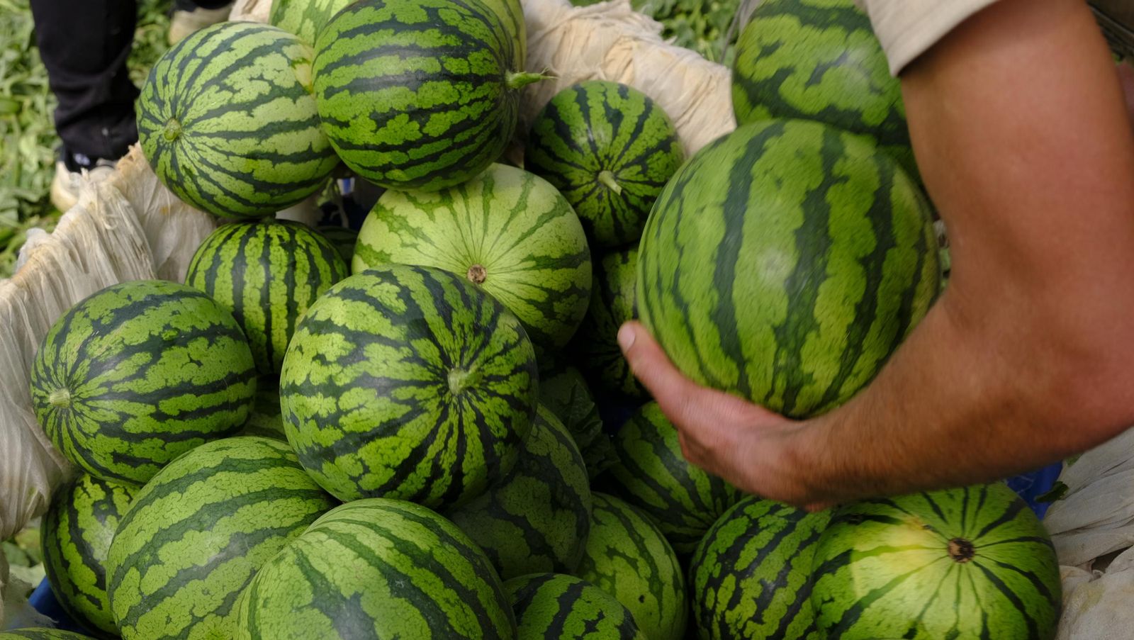 Imágenes de las primeras sandías que salen de Almería esta campaña