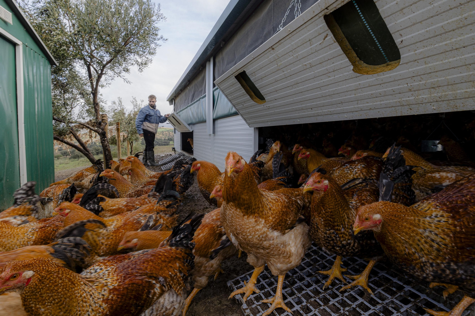 Imágenes de la finca "Loma Verde"; dedicada a la cría de capones y pulardas en libertad.