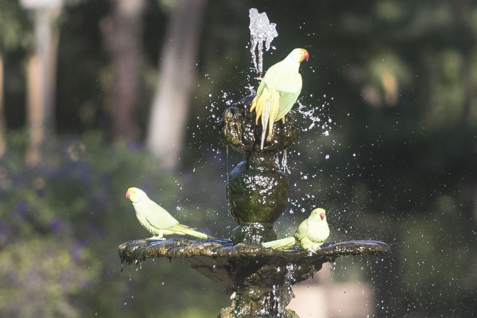 Un grupo de cotorras se refresca en una de las fuentes del Parque de María Luisa.