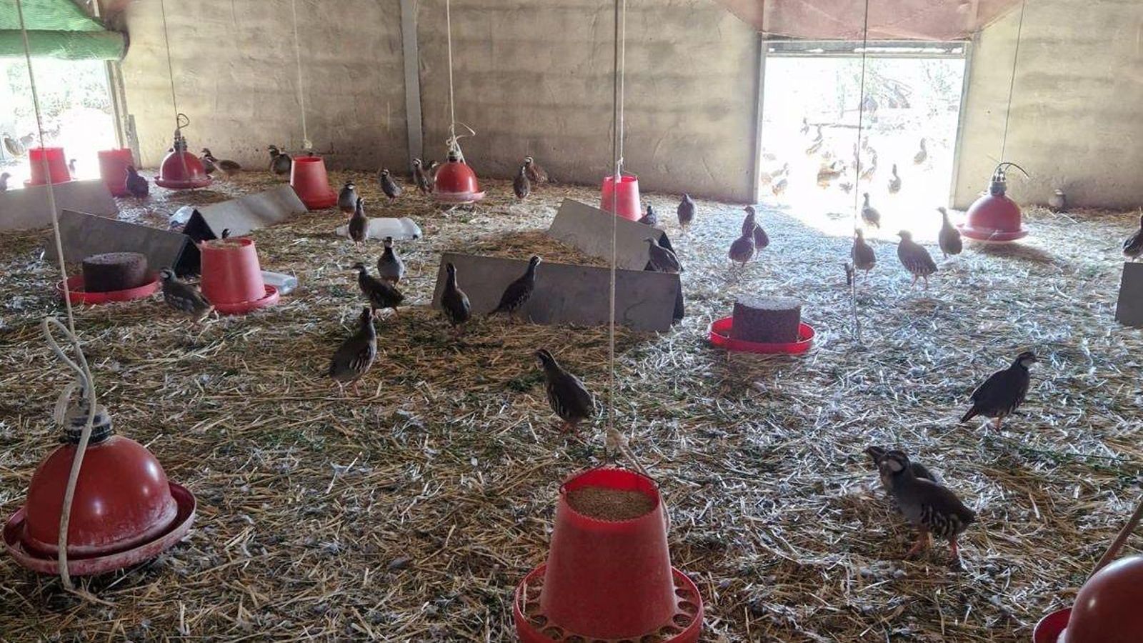 Perdices en la explotación El Carbonero