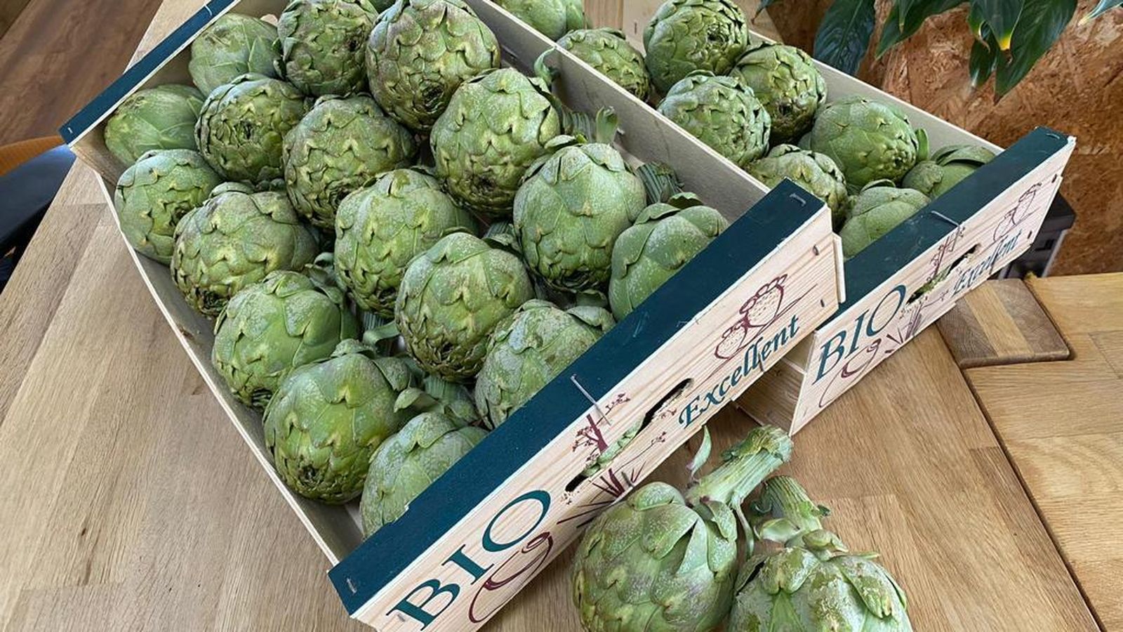 Alcachofas de Campojoyma.