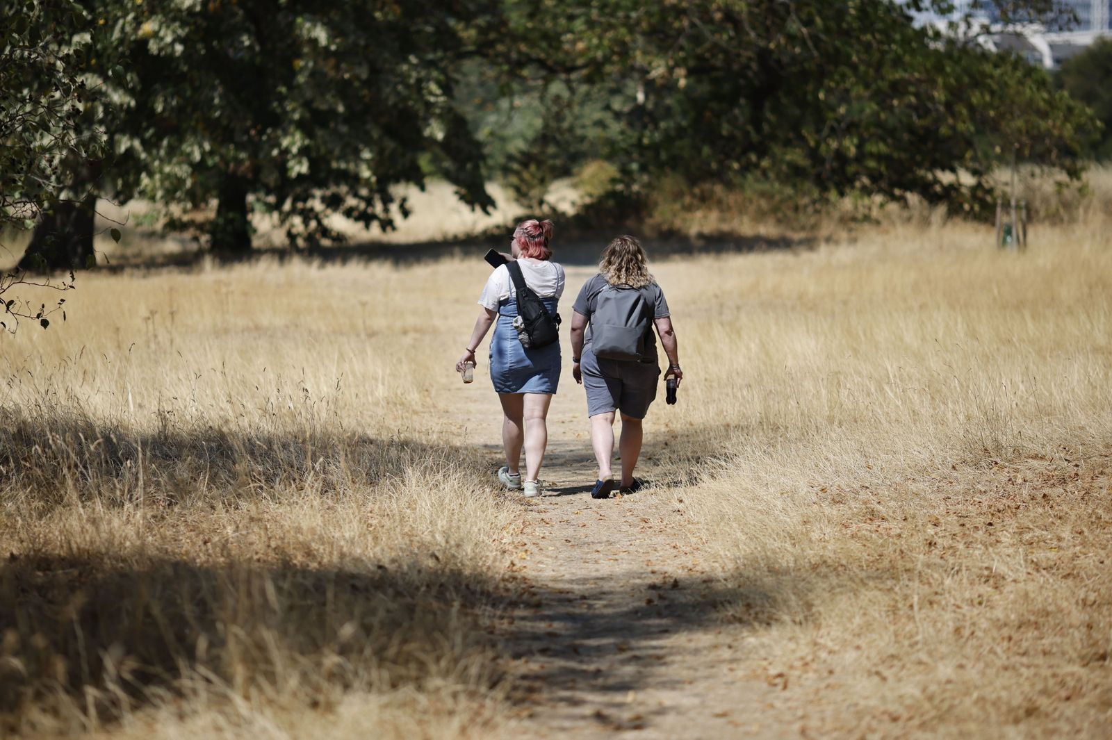 Hierba completamente seca en Hyde Park, en Londres.