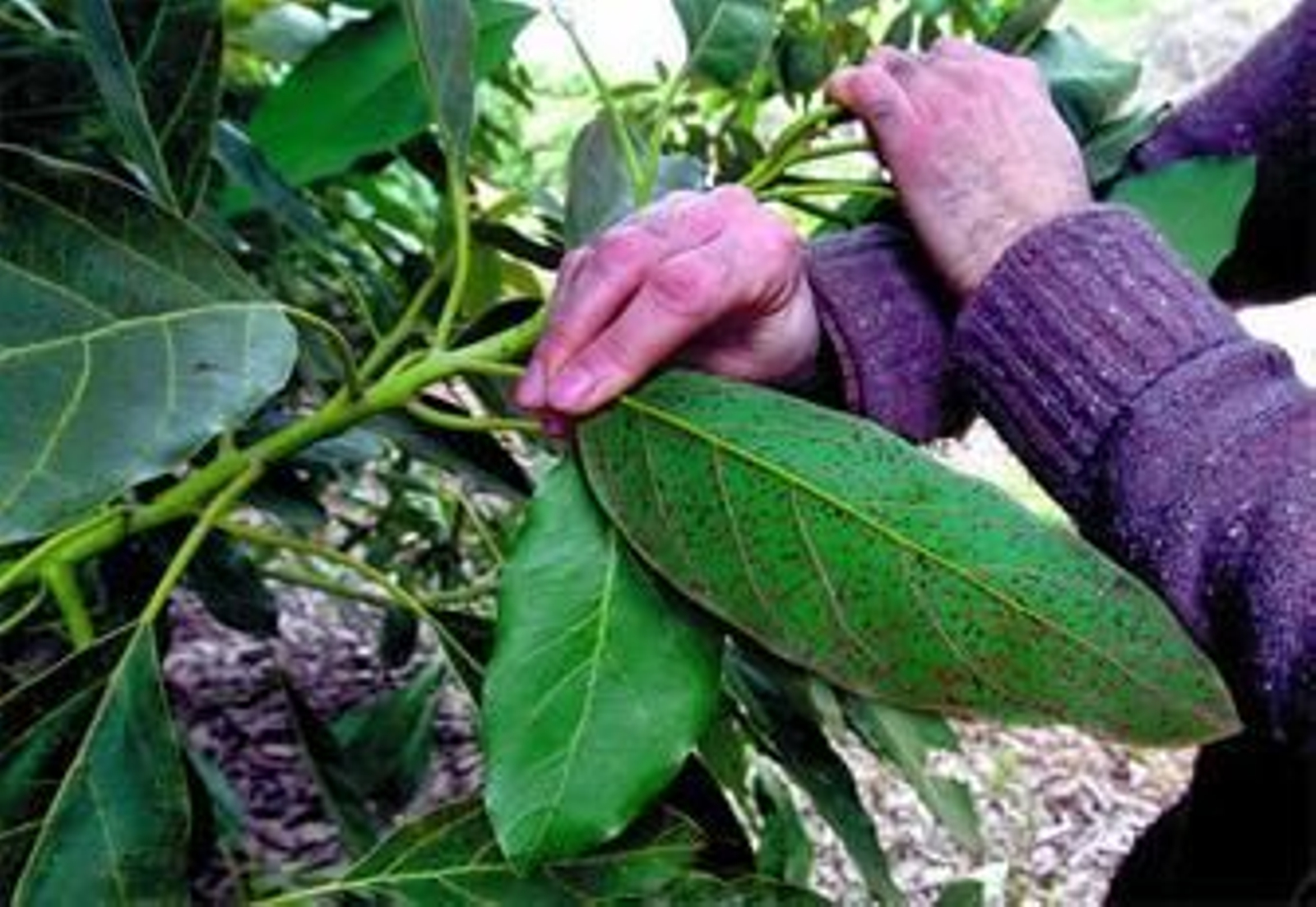 1. Un investigador de la estación experimental del CSIC La Mayora muestra los daños causados por el ácaro cristalino en un cultivo de aguacate. 2. Cría experimental de la araña que podría acabar con la plaga al actuar como depredador natural. 3, 4 y 5.  Secuencia de fotos en las que se aprecia cómo la araña carnívora de la especie fitoseida rompe la red del nido del ácaro cristalino y ataca a la hembra del ácaro, las crías y los huevos.