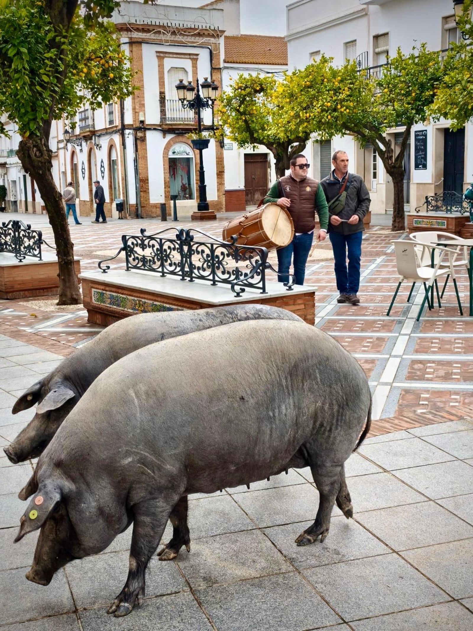 Los cochinos del Santo ya pasean por las calles de Trigueros, como antesala de las fiestas