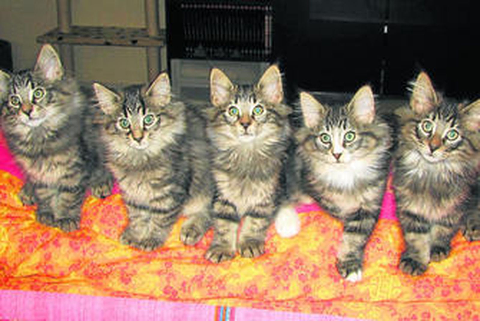 Imagen de los gatos integrantes de una de las camadas del criadero Baelo Claudia.