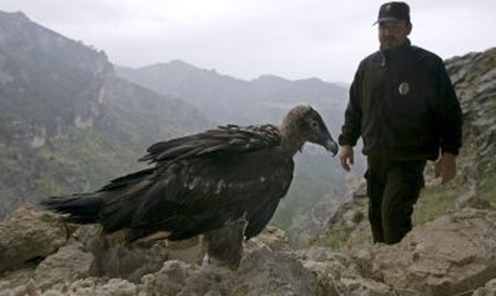 La muerte de 4 hembras bloquea la reintroducción del quebrantahuesos