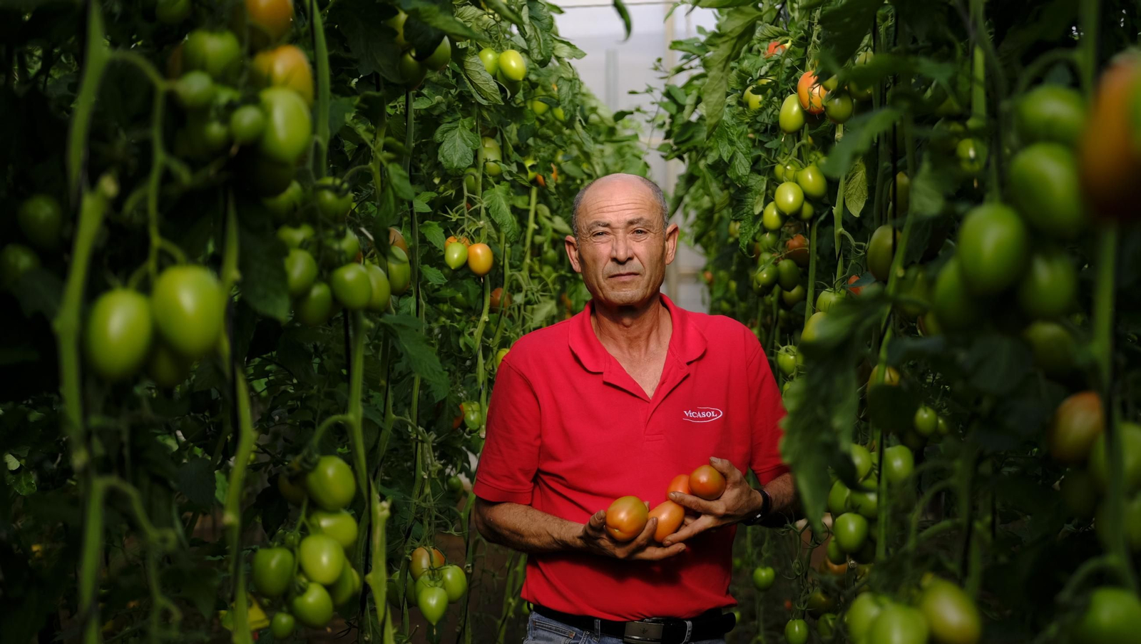 Tomates del campo almeriense para los lineales de los supermercados, en imágenes