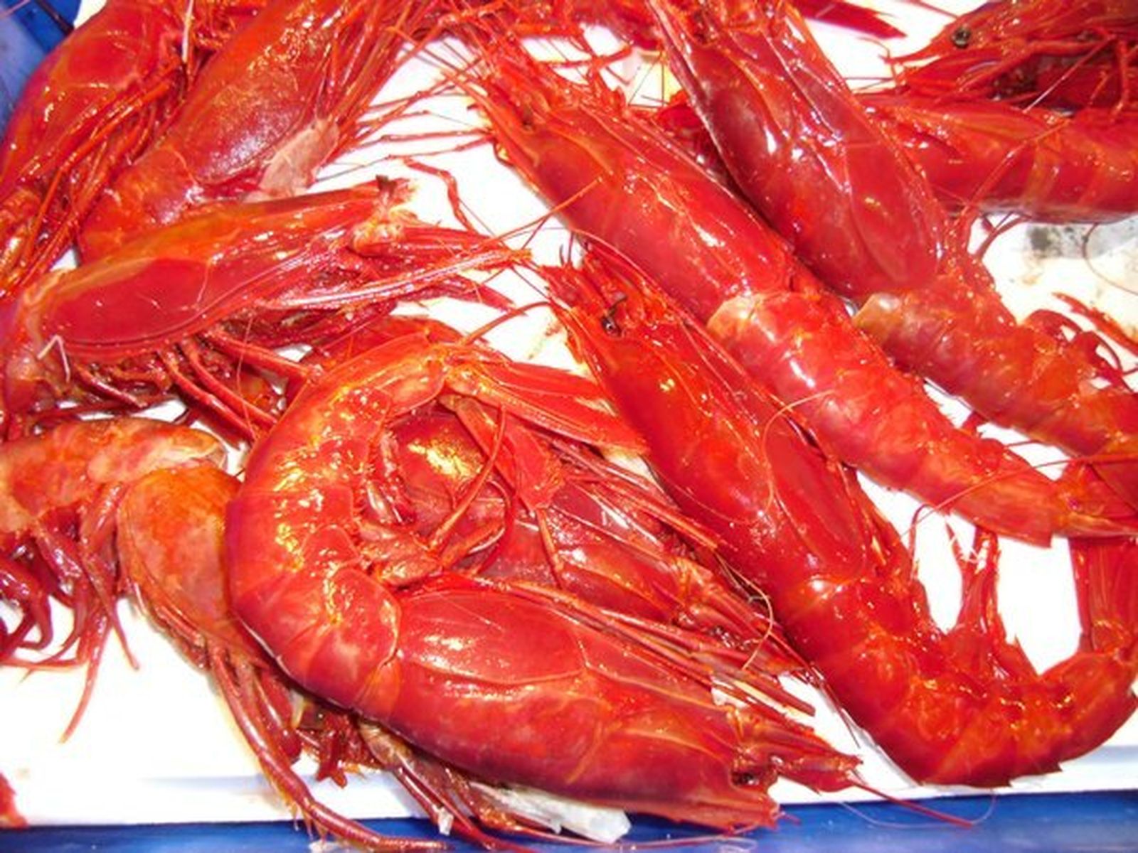 Carabineros: 'Plesiopenaeus edwardsianus'