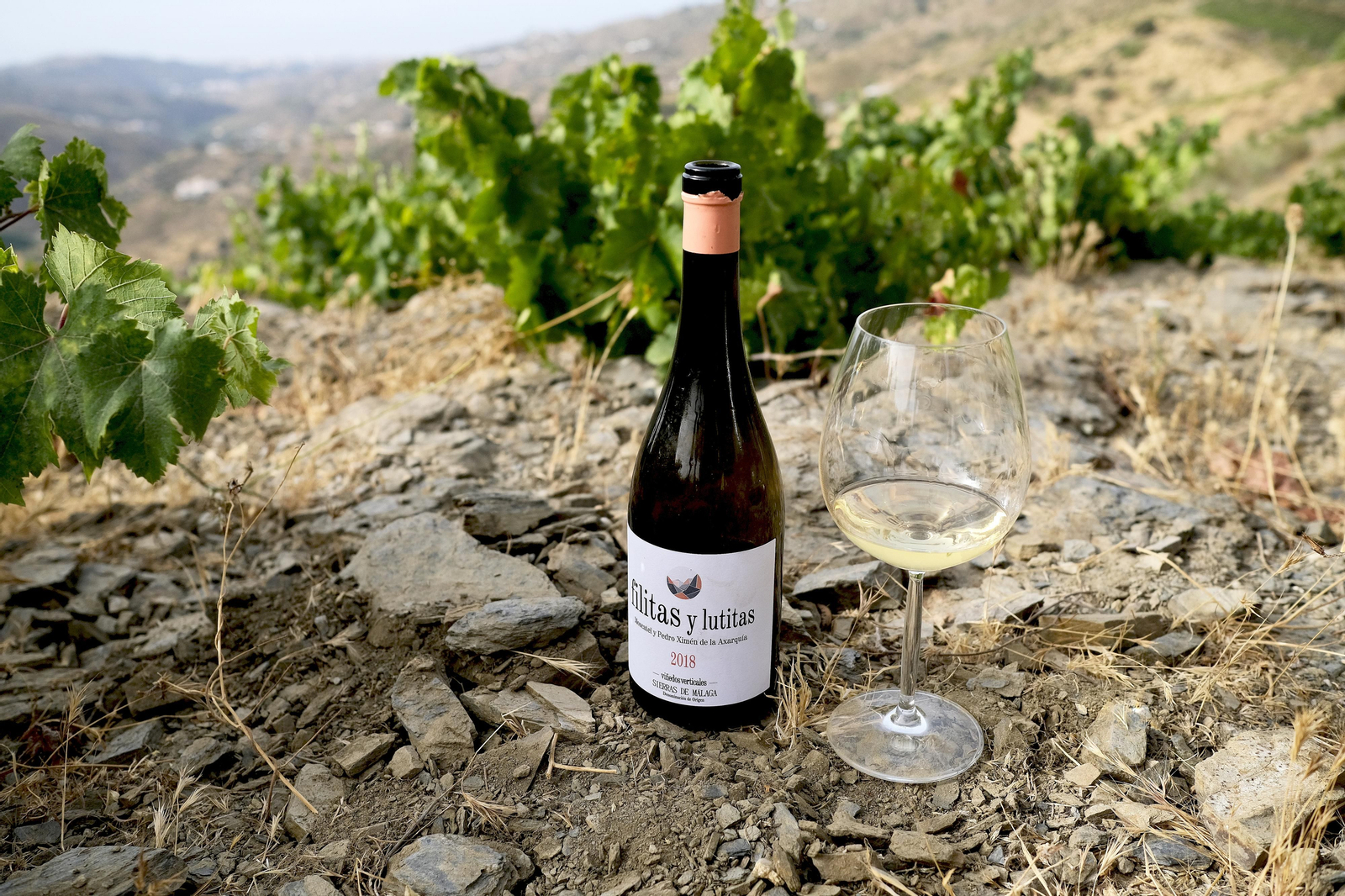 La vendimia de la Axarquía, en fotos