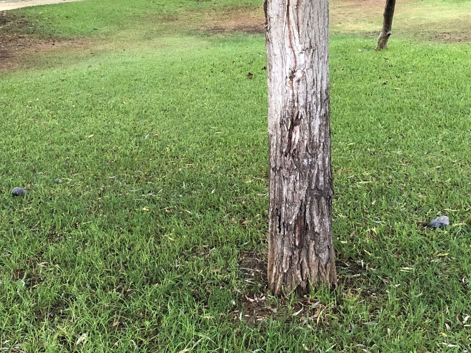 Tórtolas muertas en el parque de Huelin