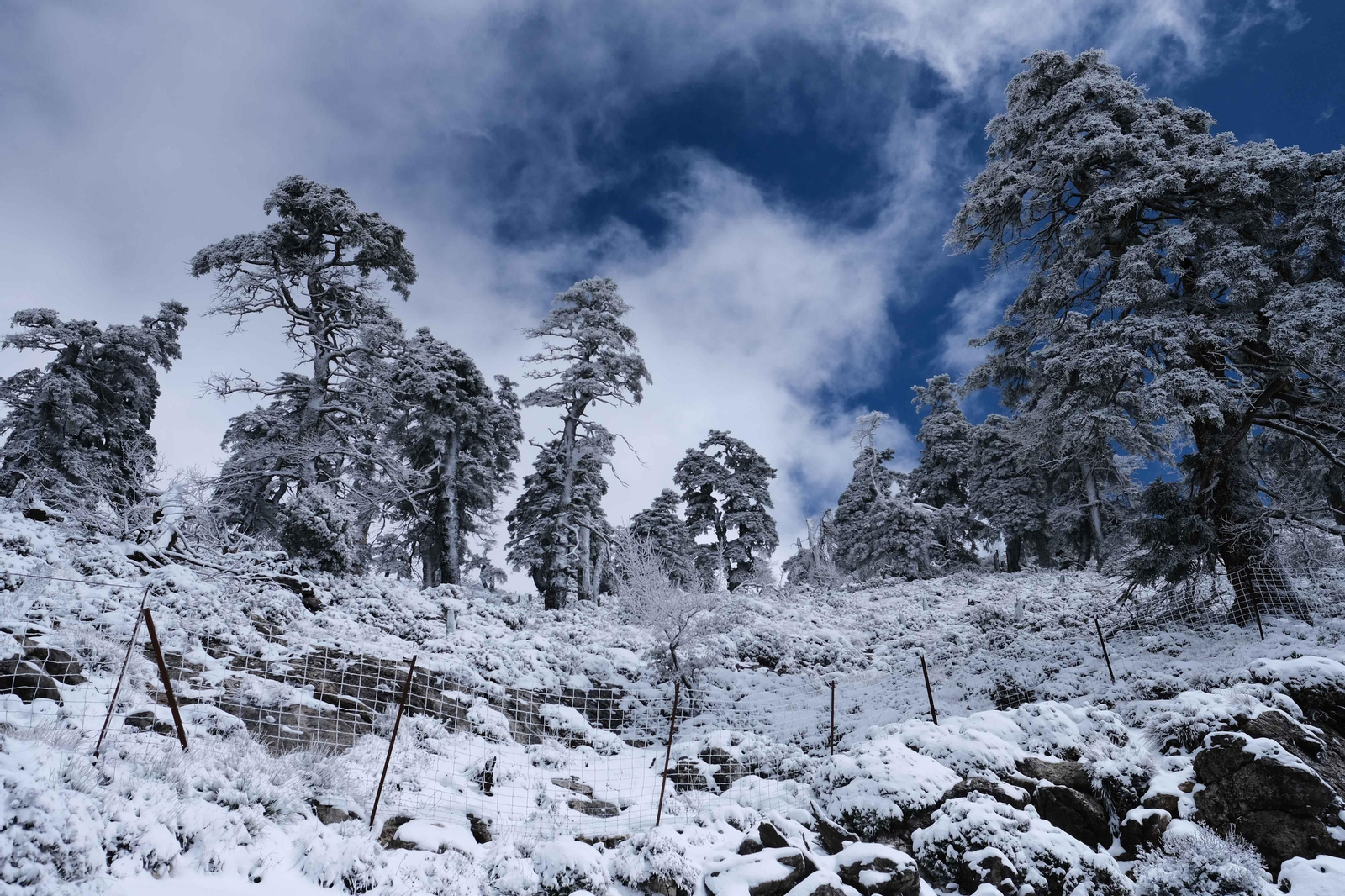 La nevada en la Sierra de las Nieves, en fotos.