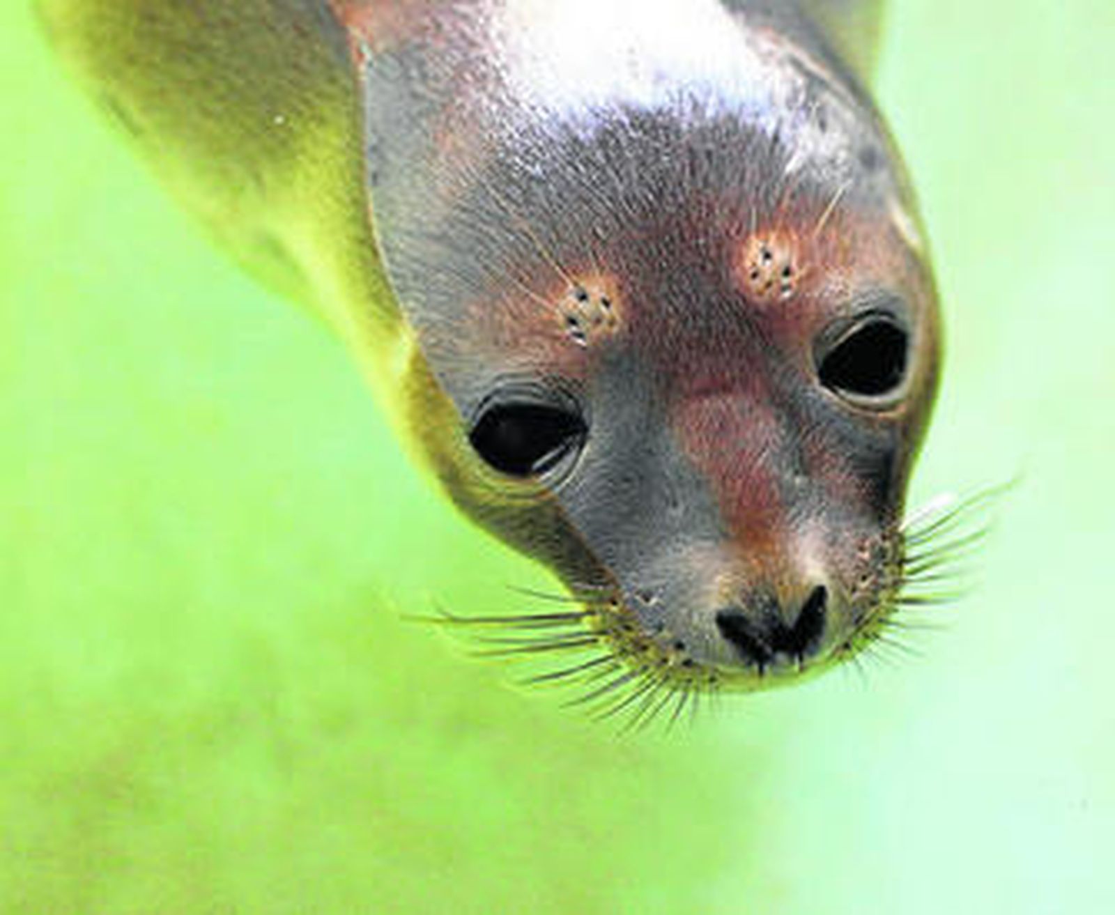 La cría de foca que fue capturada el martes por la noche.