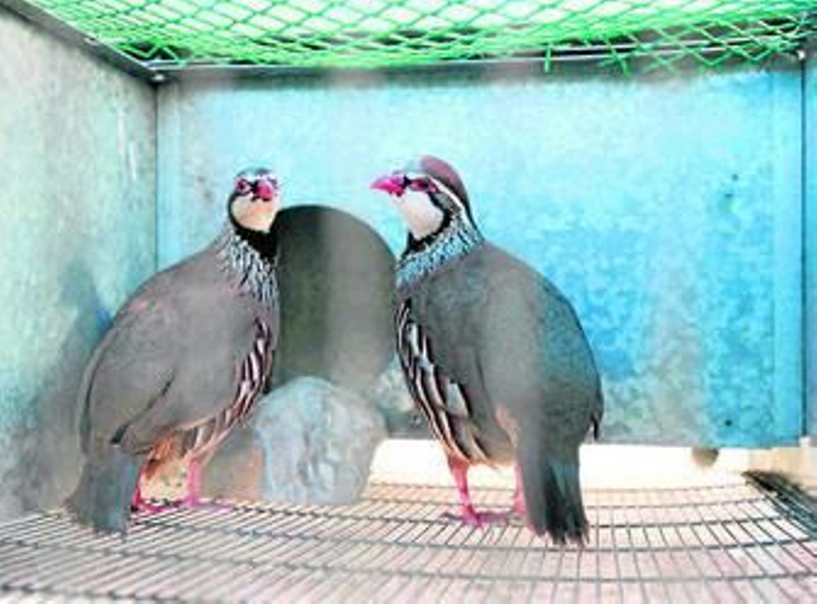 Perdices de una granja de Tabernas.