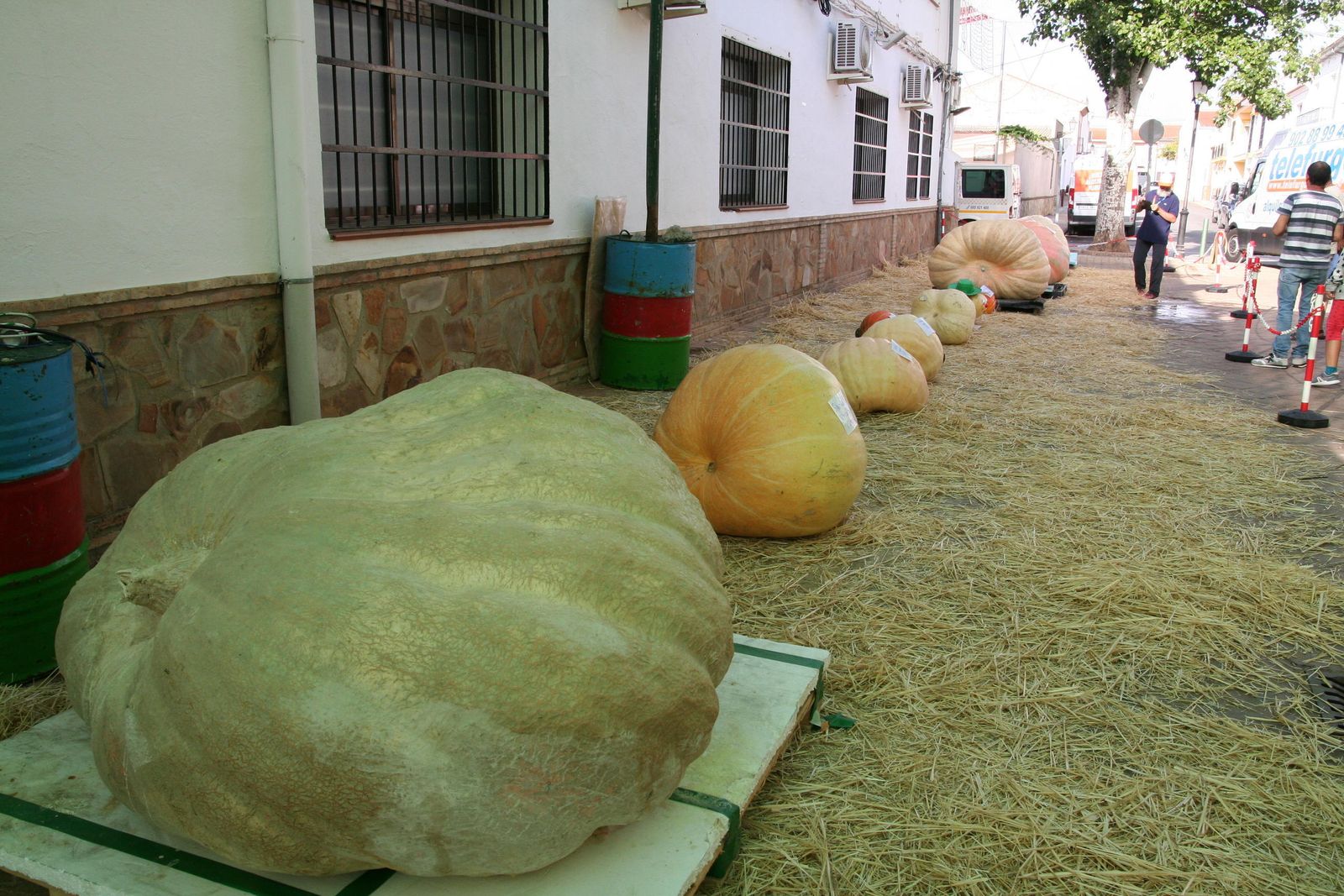 Zona de exposición de las calabazas.