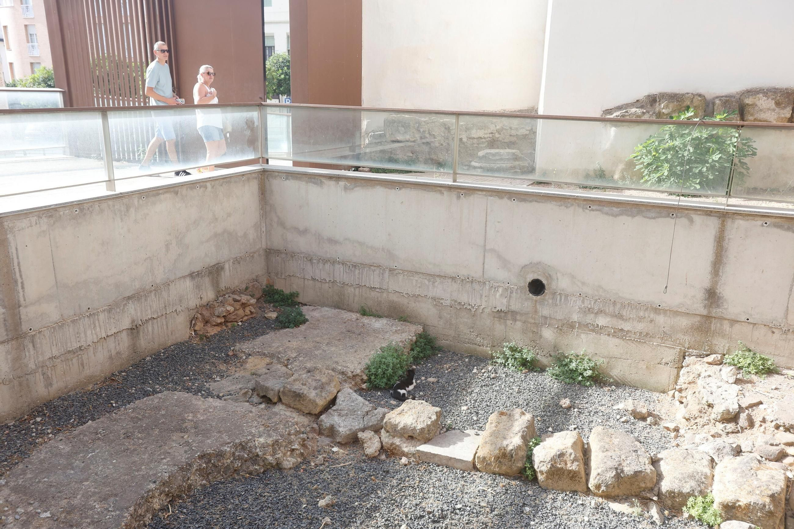 Un gato de la colonia felina del Templo Romano busca su descanso a la sombra.