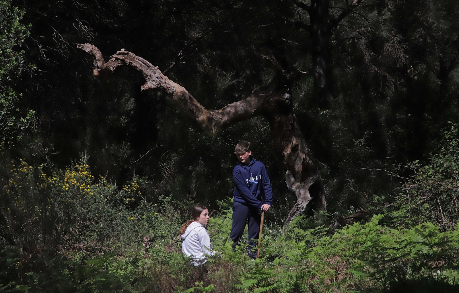 Fotografías de la plantación del programa 'Reverdece' de Acerinox Fotografías de la plantación del programa 'Reverdece' de Acerinox